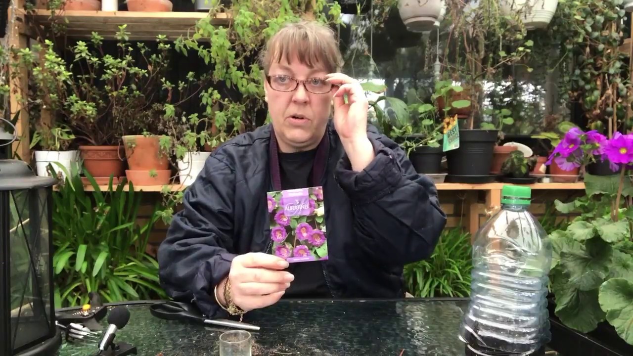 Klokkeranke - Klatretyv - Cobaea scandens. Som jeg sår den. mettemaud.dk