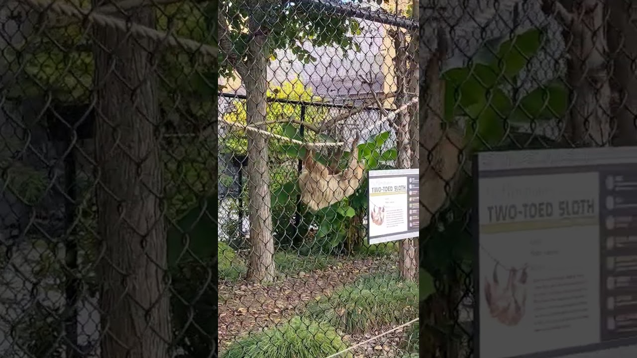 Two-toed Sloth at the Ark Encounter