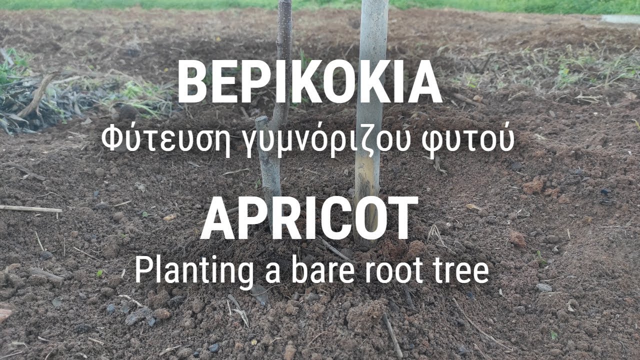 ΒΕΡΙΚΟΚΙΑ (Φύτευση γυμνόριζου φύτου)