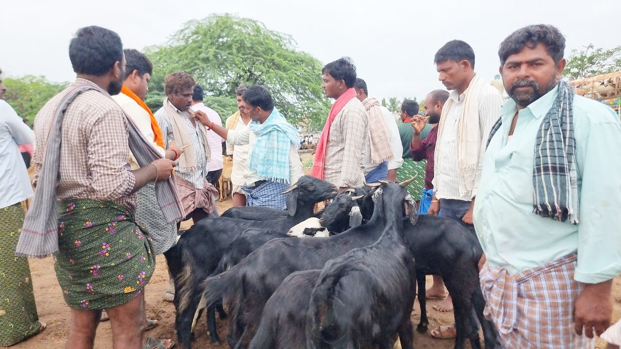 పెబ్బేరు సంతలో మేకల రేట్లు-pebbair goats market-pebbair videos-pebbair goat bazar-pebbair santha-🐐🐐🐐