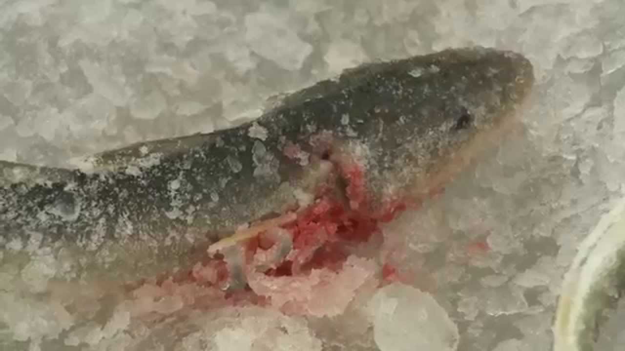 Unalakleet Ice Fishing