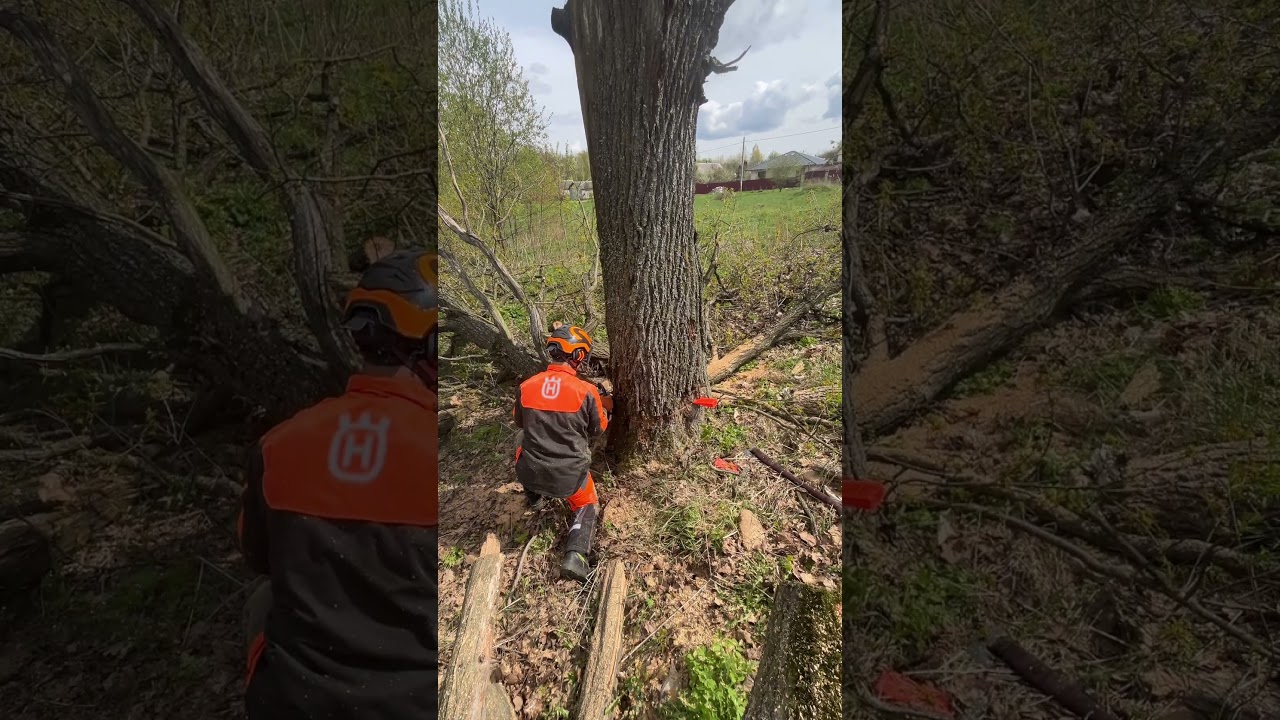 #arboristika #chainsawman #вальщик #husqvarna #stihl #chainsaw #arboristlife #arborist #tree  #wood