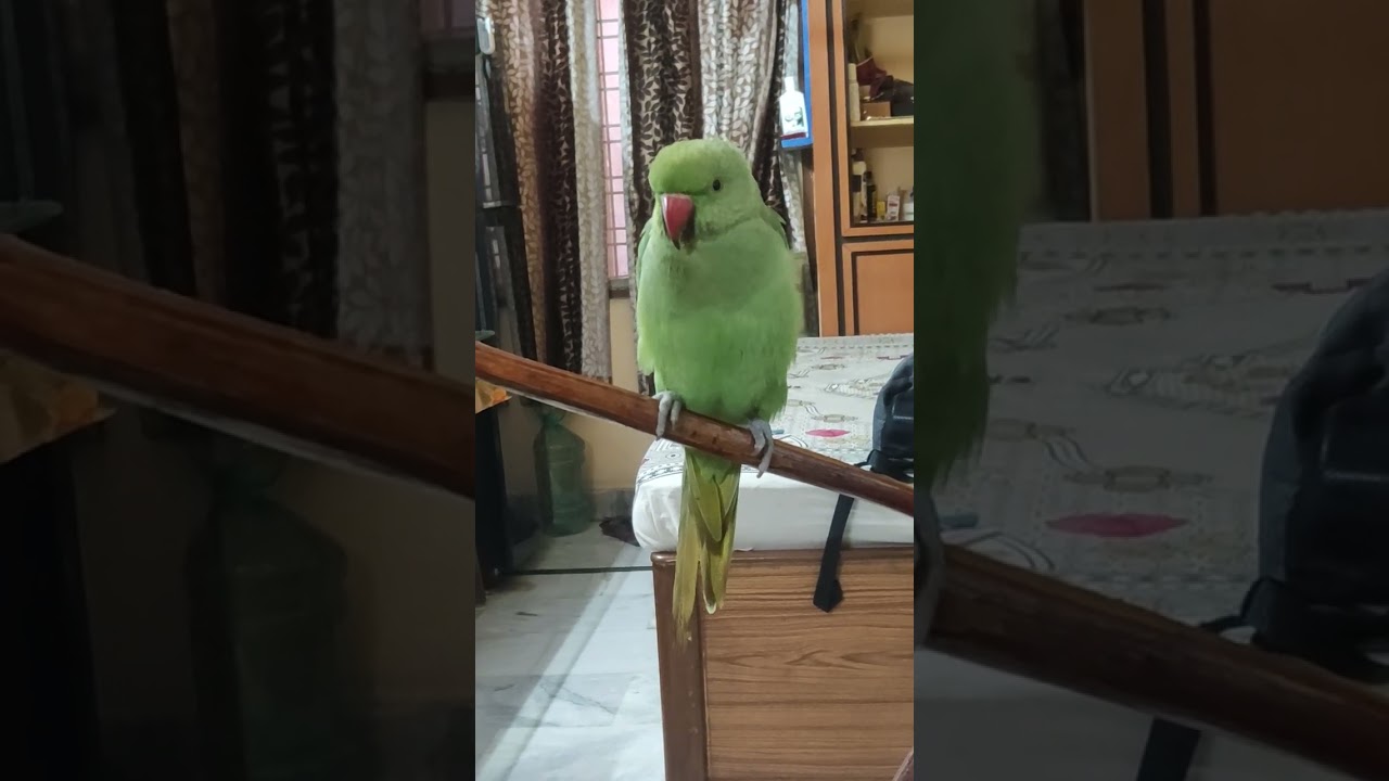 🐦मिट्ठू की मीठी मीठी आवाज🦜😍😂 #बोलता हुआ मिट्ठू #cutebird #talkingparot #viral #youtube #trending 