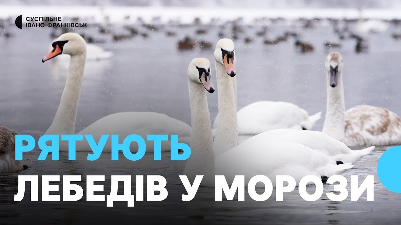 На замерзлому Дністрі у селі Долина місцеві жителі годують лебедів