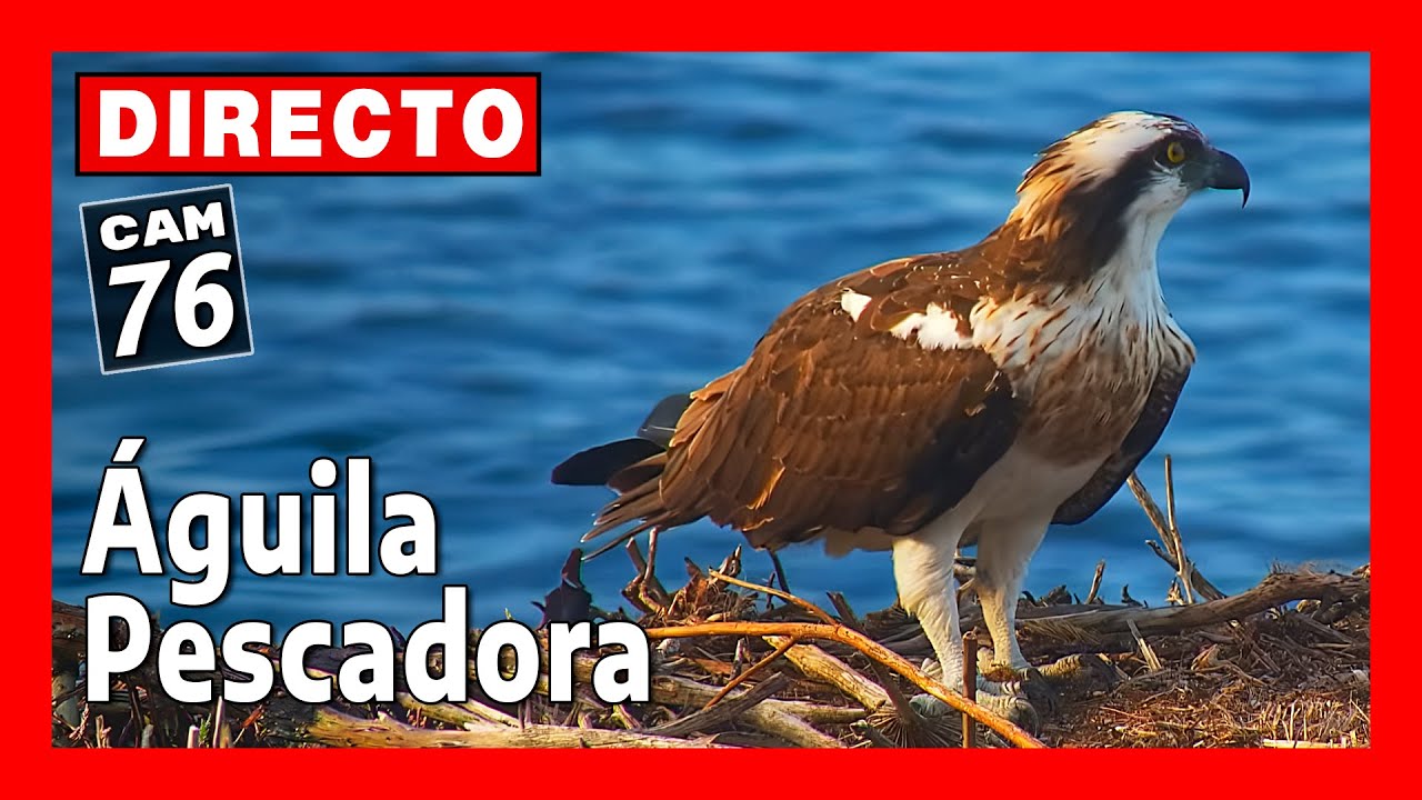Nido Águila Pescadora 🔴 DIRECTO (Cámara 76 | Parc Natural de la Península de Llevant, Mallorca)