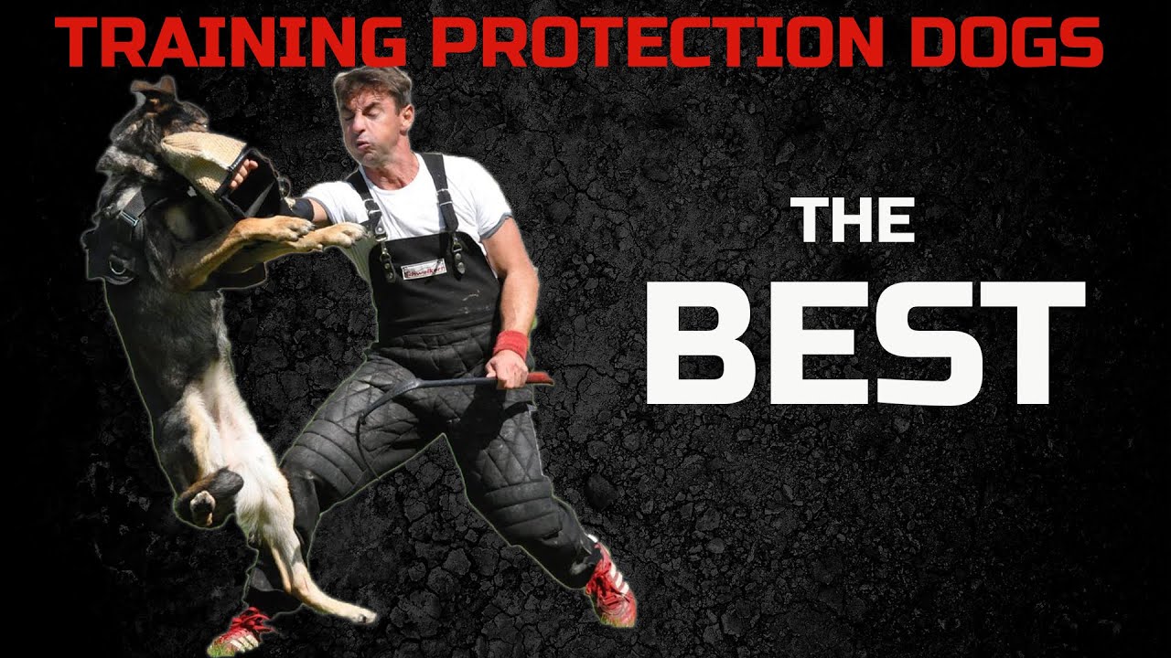 This is how i was  trained protection dog sport at one of my seminars in Germany !!!