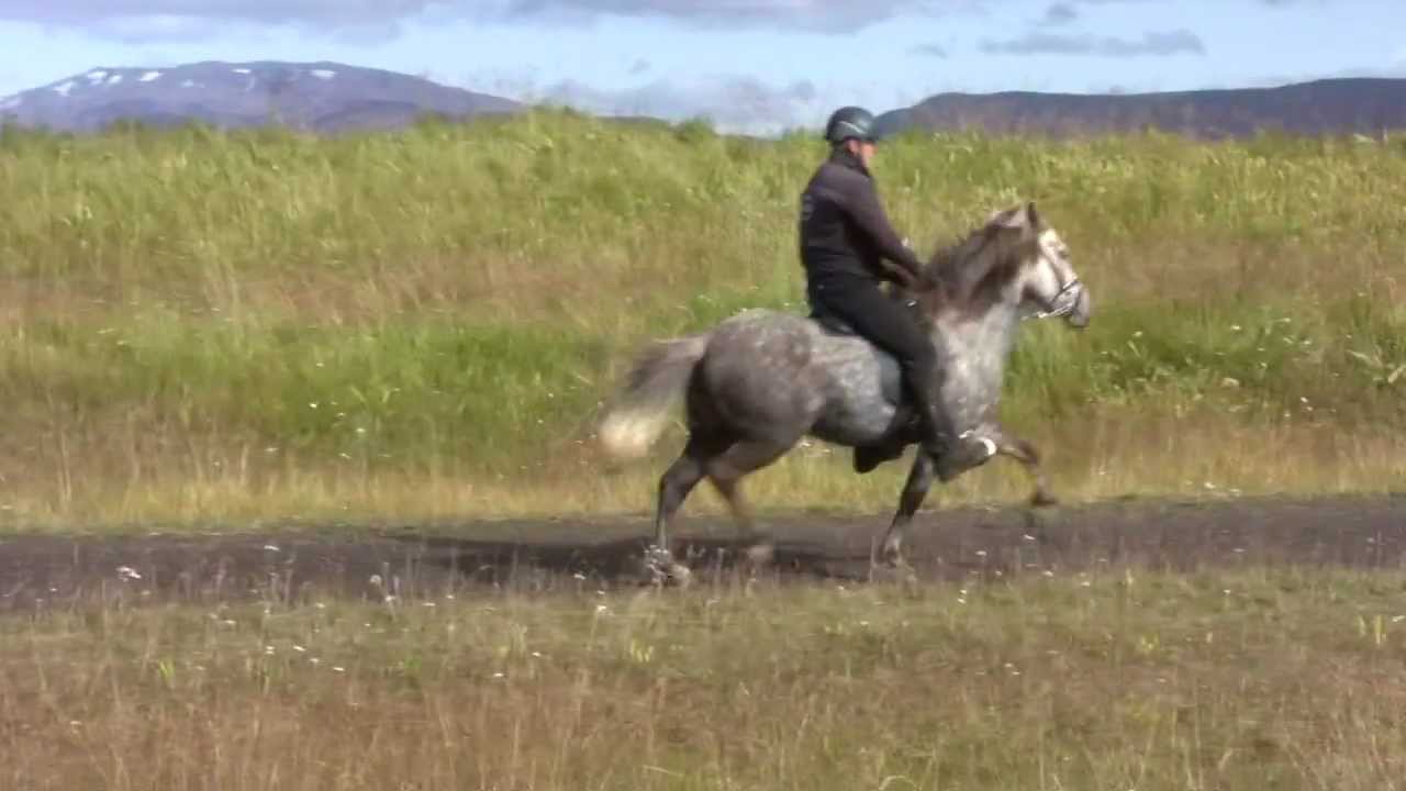 Freyja frá Húsavík - IS2006266641