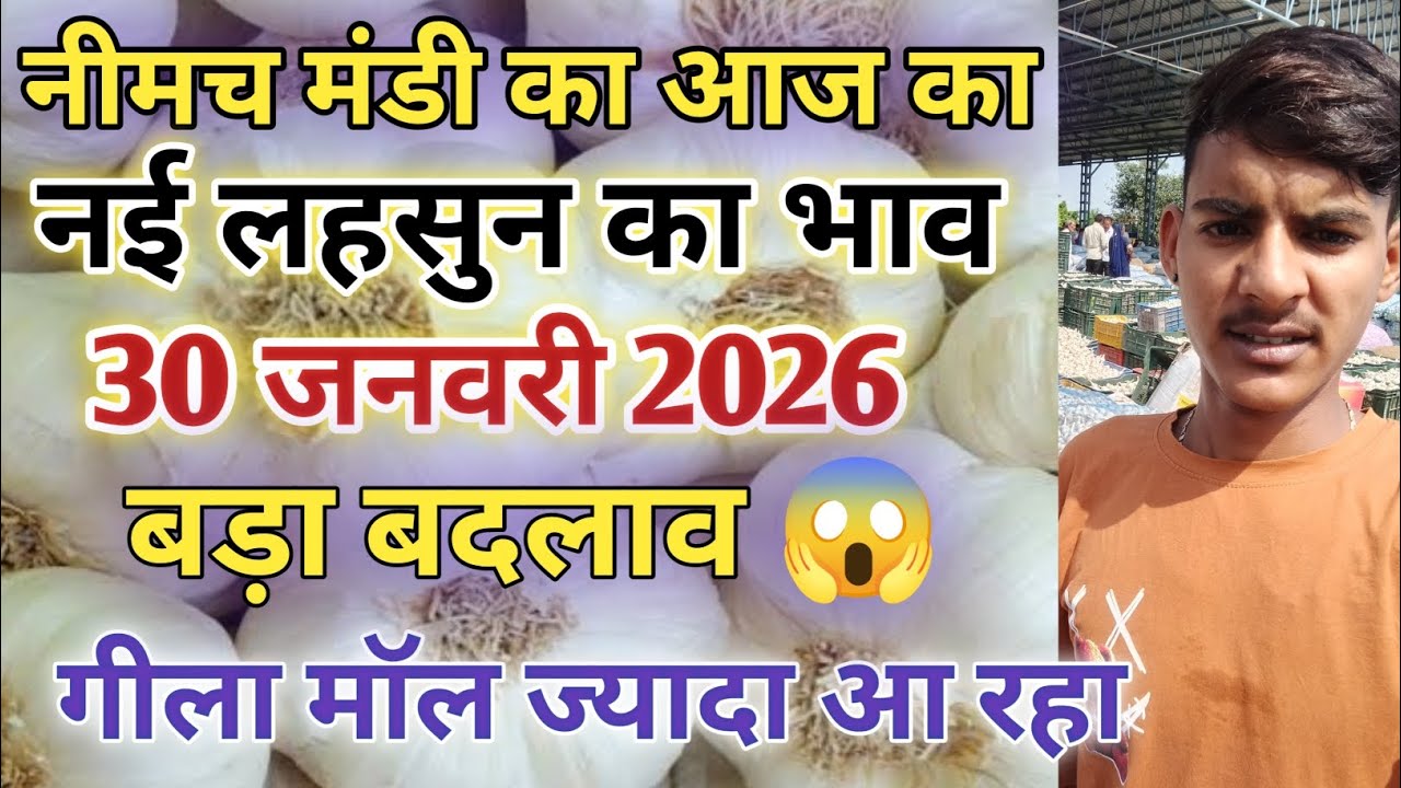 नीमच मंडी आज का नई लहसुन का भाव  / Neemuch mandi bhav today /Neemuch mandi lahsun bhav