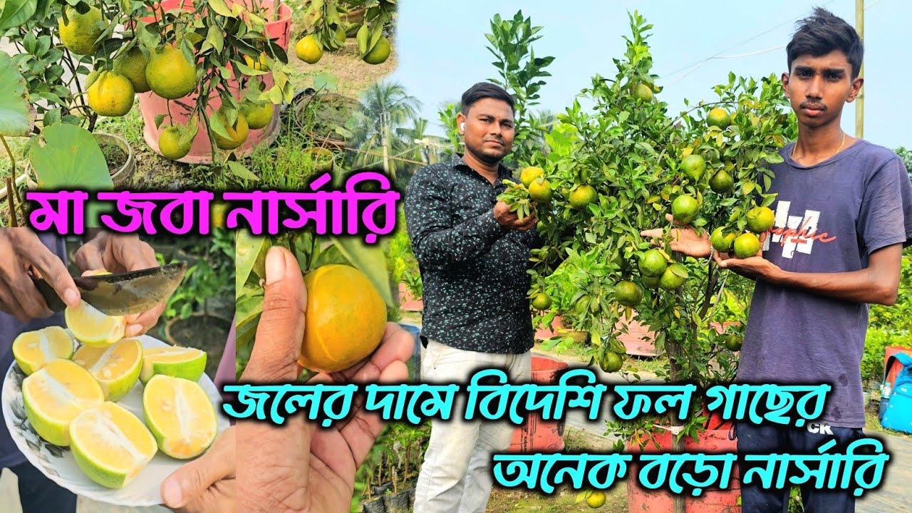 প্রচুর মাদার প্লান্ট ও নিজস্ব চারার প্রোডাকশন সহ কিছু ভ্যারাইটির ফলের টেস্ট রিভিউ।