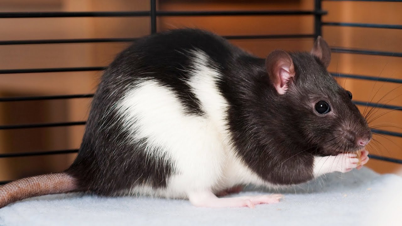 How to Pick a Pet Rat | Pet Rats