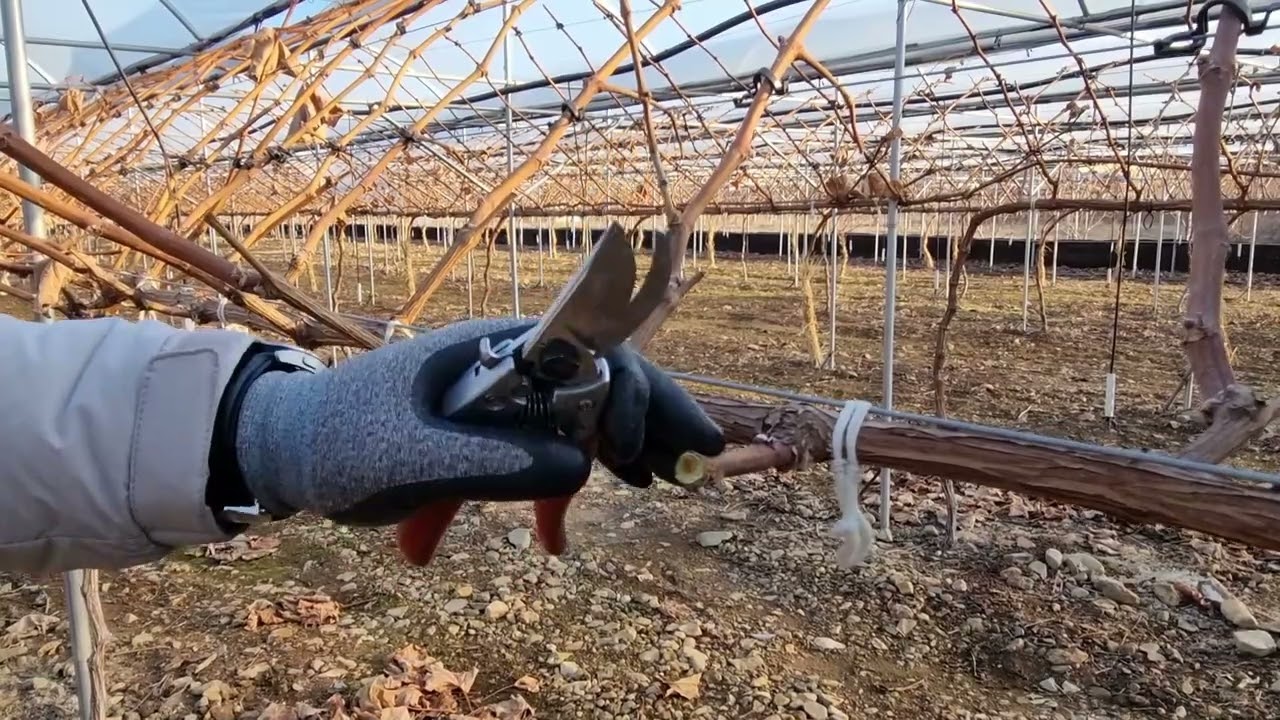 포도전정 동영상