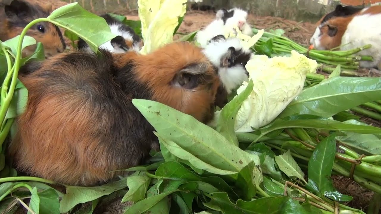 Guinea Pig Morning Cam, January 30 2026