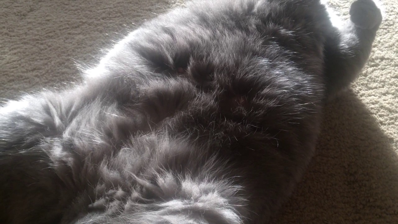 Onze Brits Korthaar poes Puck is nu echt aan bevallen toe! 31.03.2017