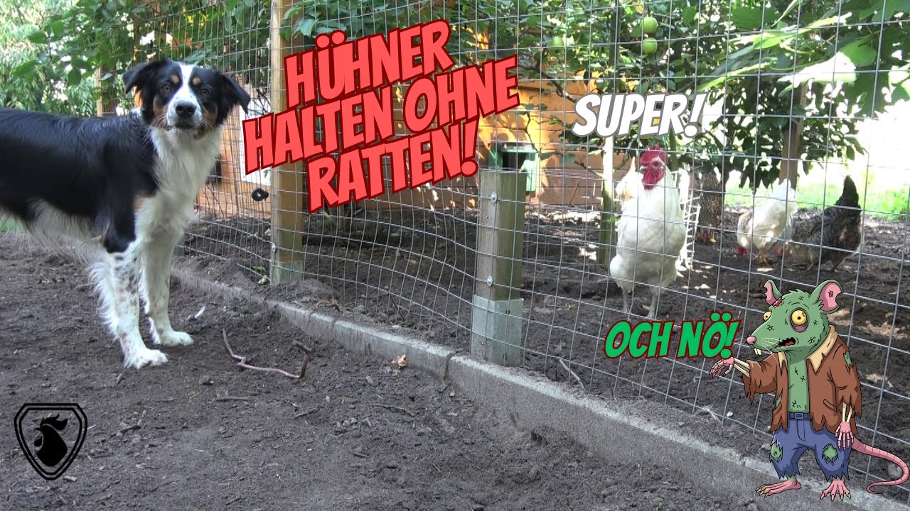 Hühner Tipp 41 - Hühner halten ohne Ratten