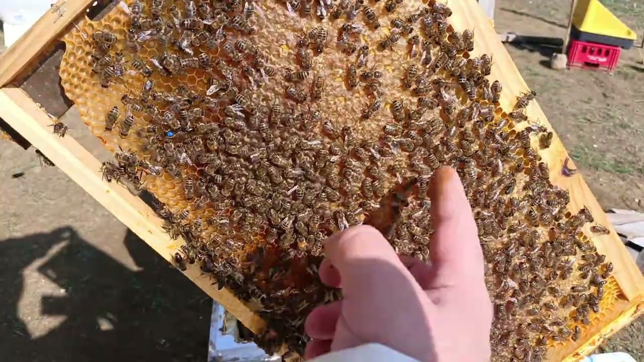 Strafor kovanda 5/6 çıta Arı kışlatma ve sonbahar hazırlığı iyi Bir Bakım ve iyi Varroa mücadelesi 