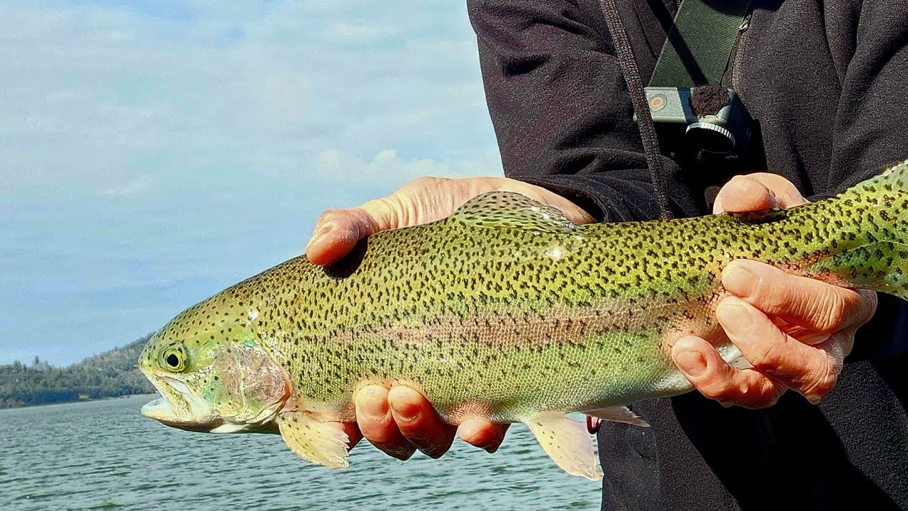 First Time Trout Fishing at Collins Lake Northern California.