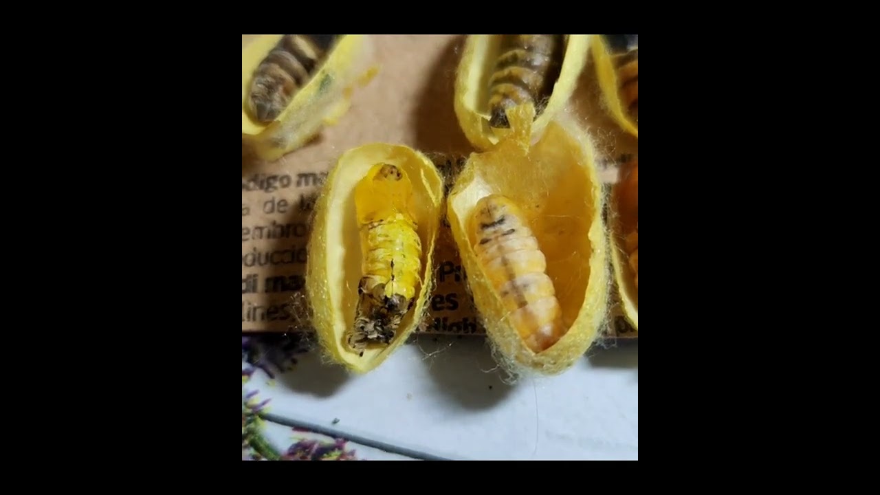BOMBYX MORI - A silk moth and its cocoon