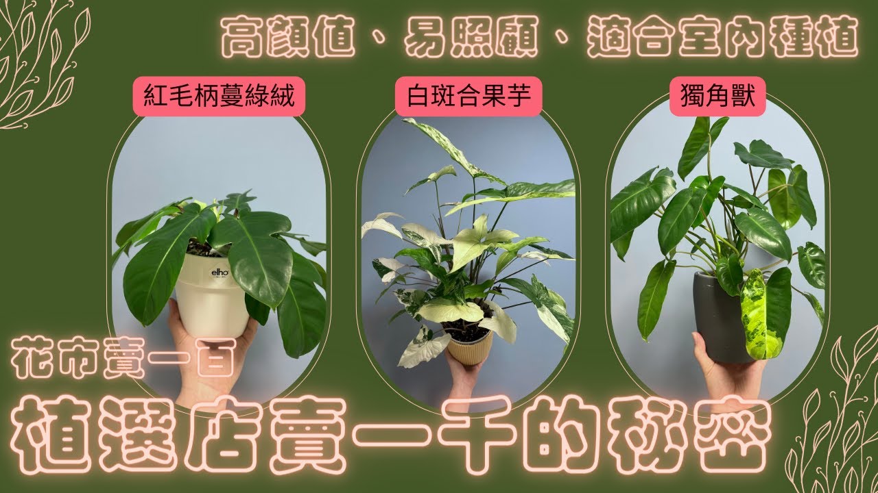 高顏值、易照顧、適合室內種植的三款植物 | 只要這些小撇步，價值馬上翻倍 | 紅毛柄蔓綠絨 白斑合果芋 獨角獸 | 小室哲栽 | 假日農夫 EP5 | Philodendron Squamiferum
