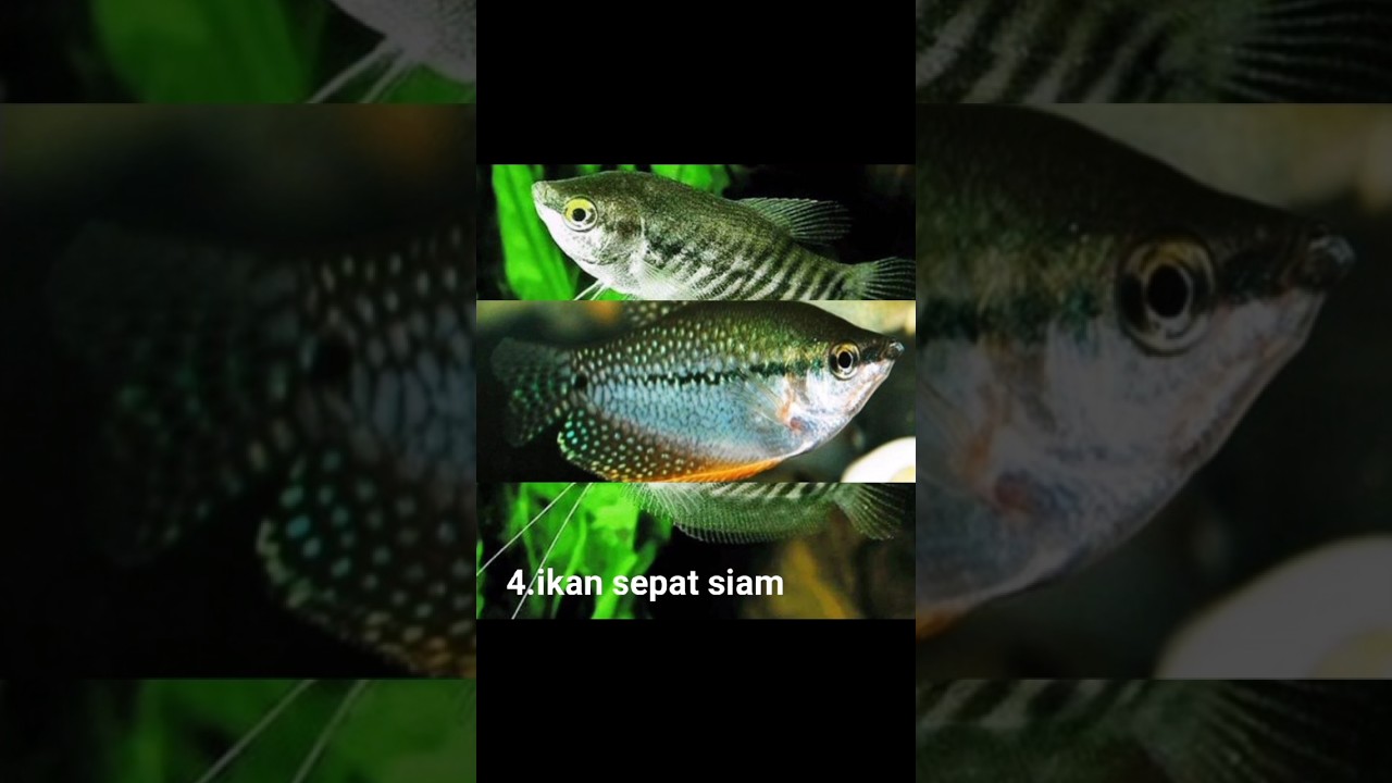 5 jenis ikan sepat hias yang wajib kamu pelihara#shorts20