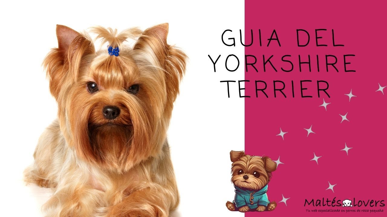 Yorkshire Terrier y donde comprar uno en España