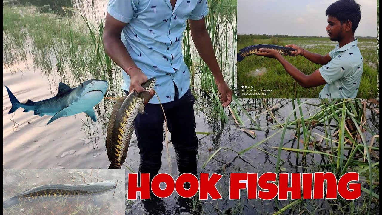 snakehead fish hunting|| best hook  fishing video 2022| #village life style #fishing