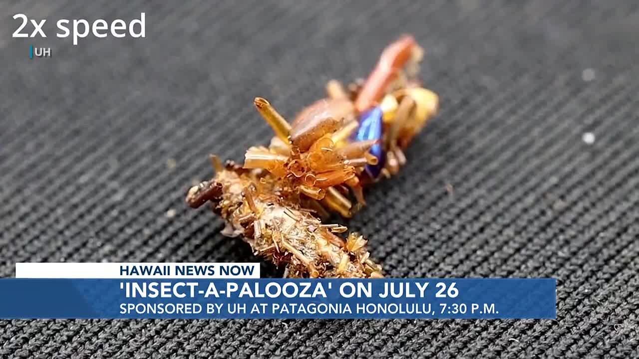 Swarms of summer fun promised &lsquo;Insect-A-Palooza&rsquo;