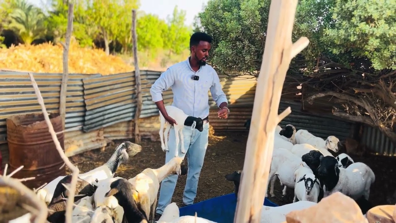 Waa nooc kamid ah idaha dhaqano ( 🐑)