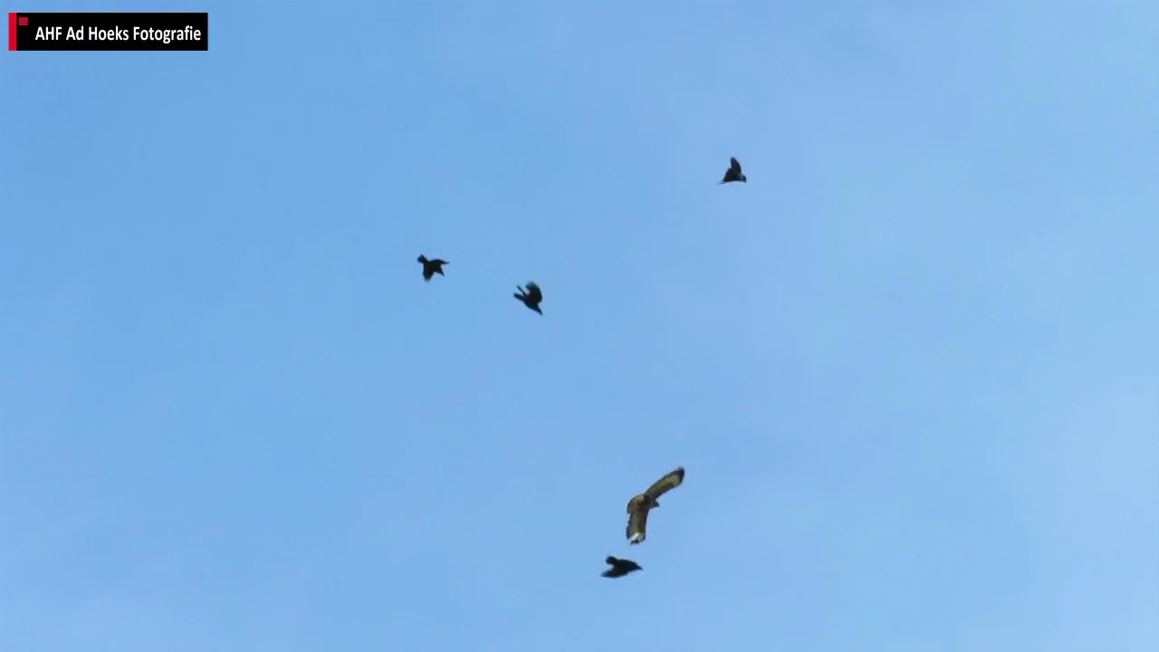 In de aanval