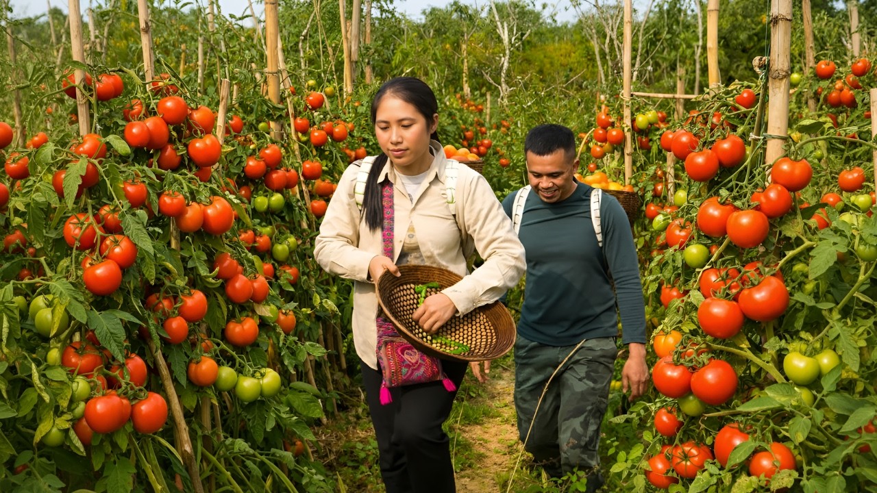 Harvesting tomatoes with my husband to sell - Delicious corn milk that everyone loves, rural life