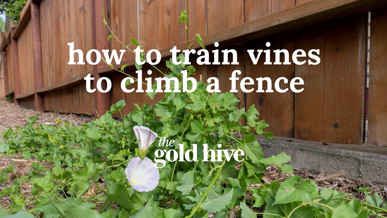 How to Train Vines to Climb a Fence