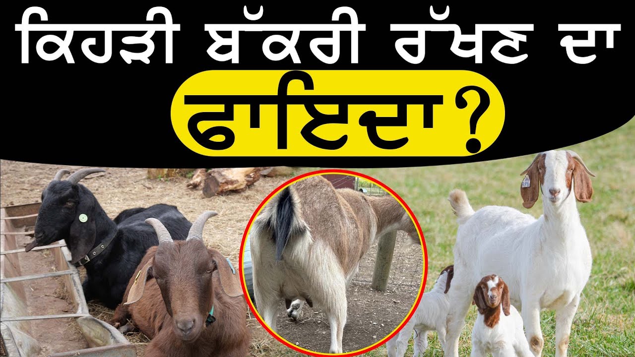 Kang Goat Farmਕਿਹੜੀ ਬੱਕਰੀ ਰੱਖਣ ਦਾ ਫਾਇਦਾ  ?Goat farming | Breeding Farm | बकरी पालन
