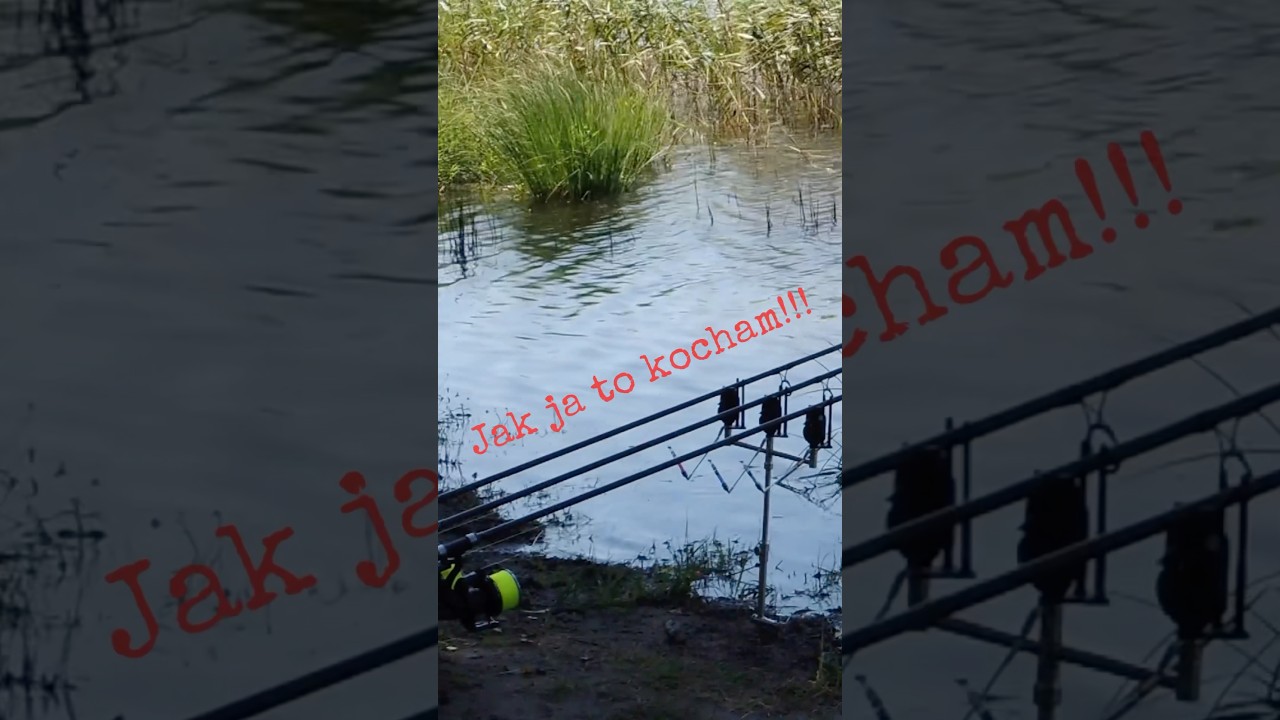 Jak ja to kocham!! #wedkarstwo #karpiarstwo #carprun #karp #fishing #branie #carpangler #carpfishing