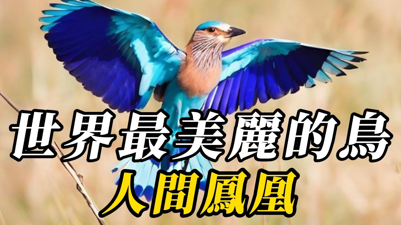 全世界最美麗的10種鳥，孔雀只能排第八！第壹名自帶光芒，見過便讓人過目不忘！#世界之最 #动物世界 #科普 #知识渊博 #动物
