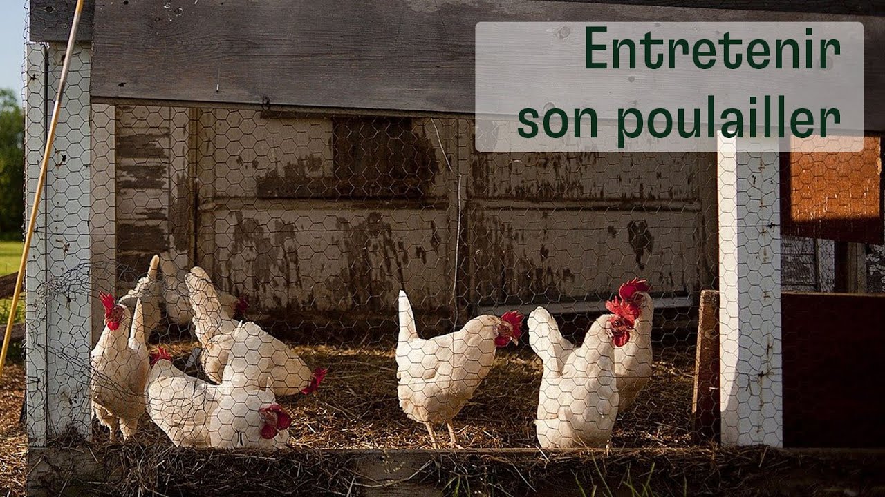 Entretenir son poulailler - Pour la santé et le bien-être des poules.