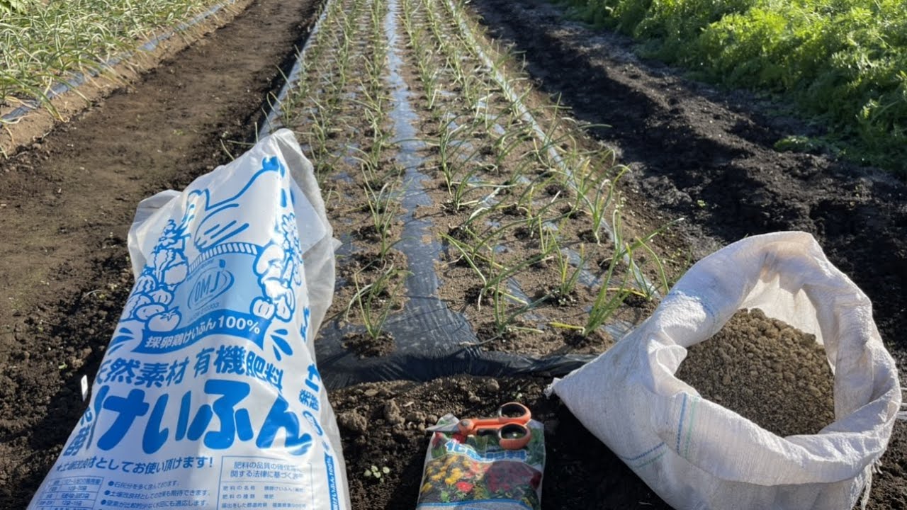 玉ねぎ（タマネギ）追肥はどうするの？「化成肥料・ボカシ肥料・完熟発酵けいふん」　21/11/30