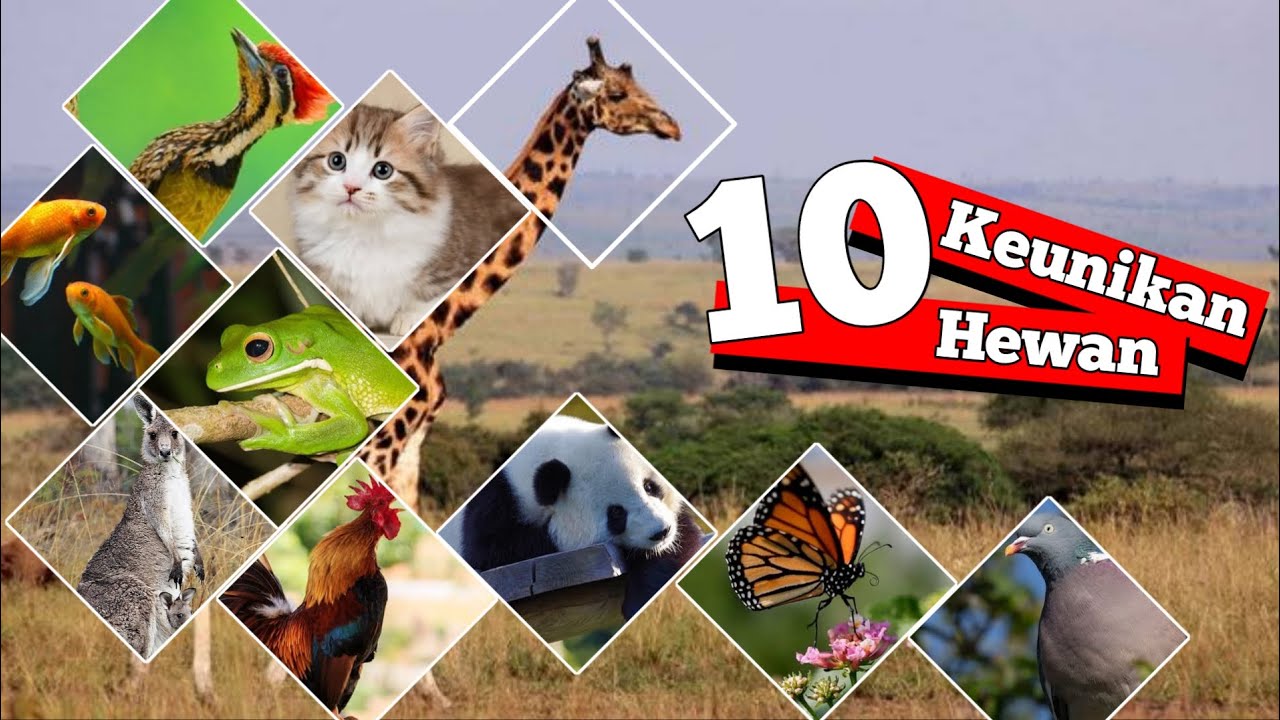 10 Keunikan Hewan
