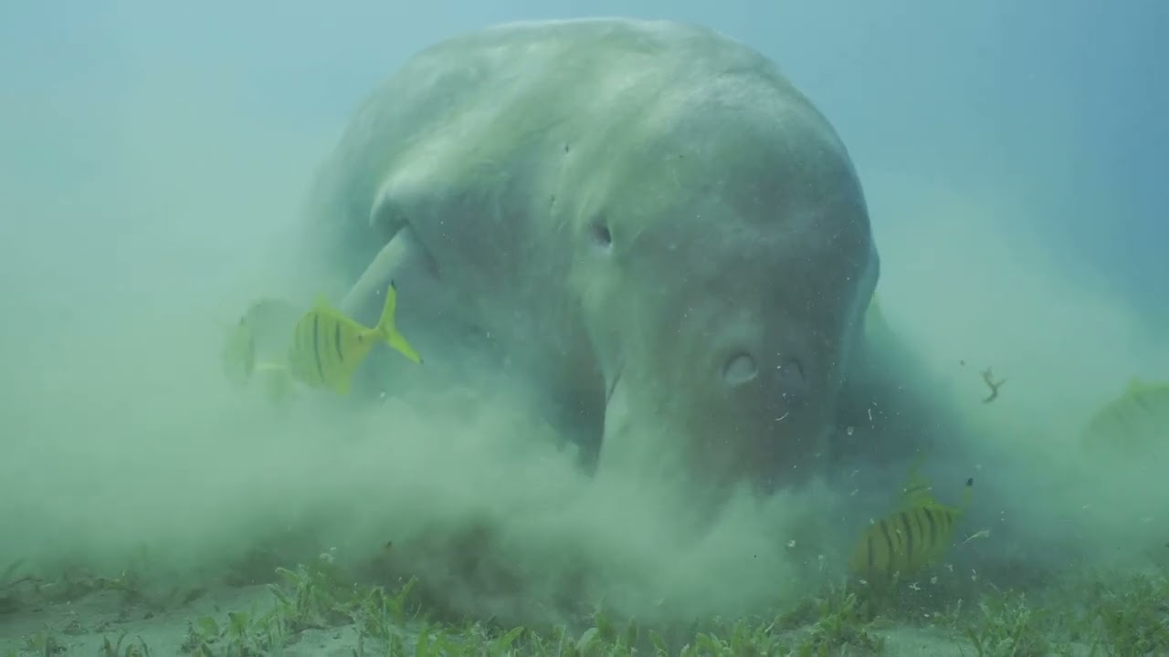 Exploring The Unique Wildlife Of The Philippines