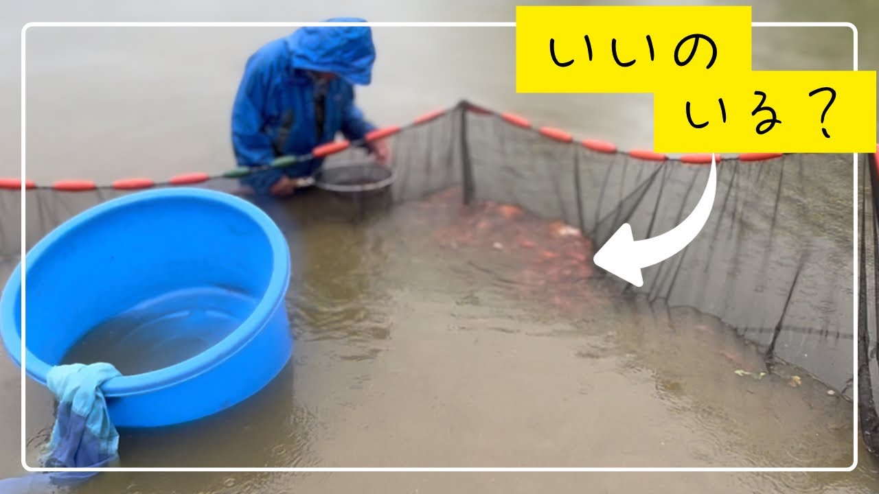 いいのいるの？錦鯉2番目の選別プロセス#koi #koifish #koifish #アクアリウム 