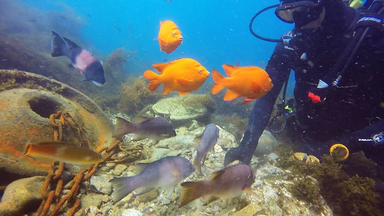 Scuba diving in the kelp forests at Catalina Island, California