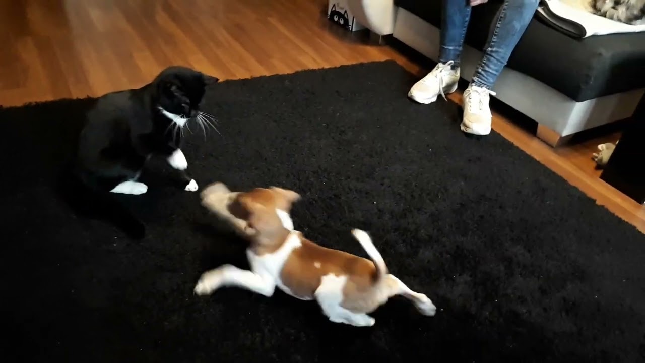 Ole vs. Lucky - Hund & Katz Part A2