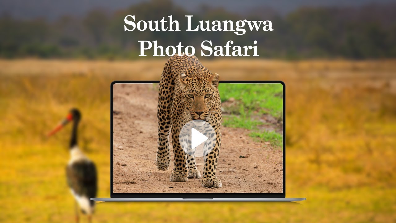 Discover South Luangwa with Ben Sutcliffe - 25 March 2025