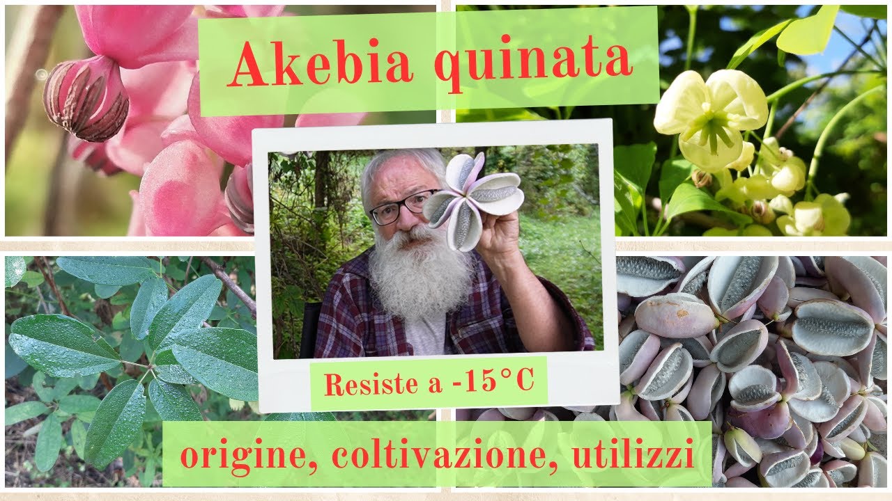 Akebia quinata