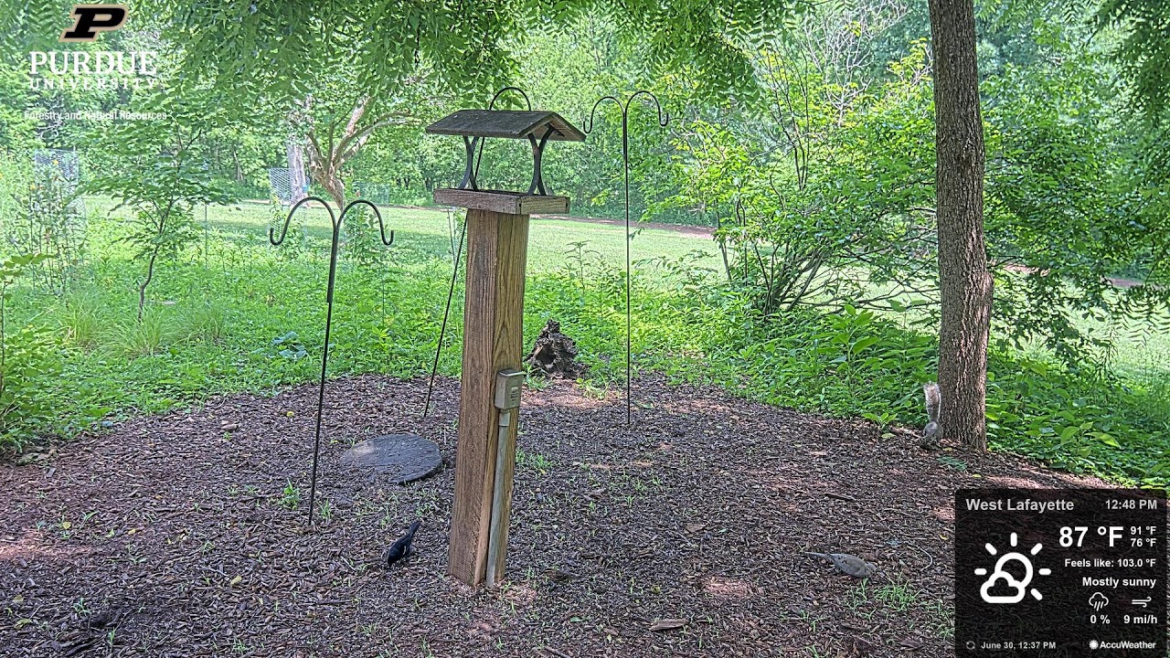 West Lafayette Parks and Recreation Livestream of Birding