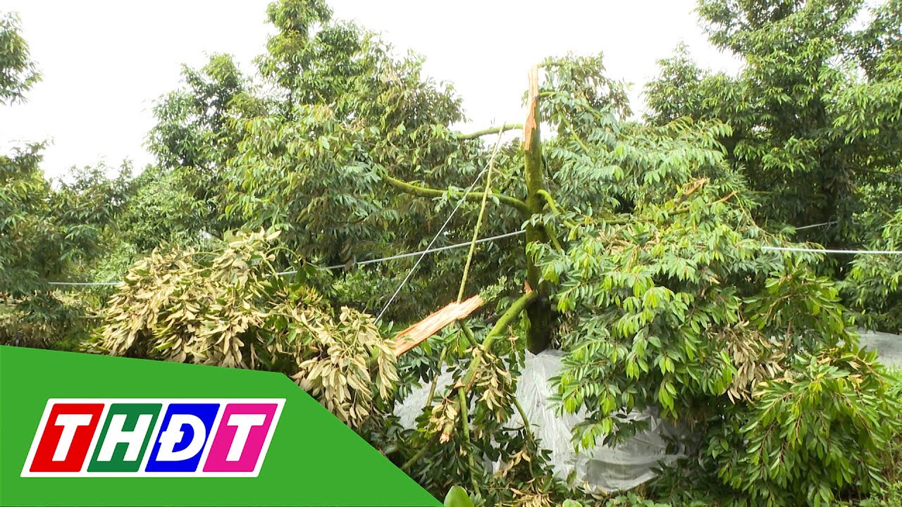 Thiệt hại do sầu riêng gãy đổ | Khuyến nông - 9/8/2025 | THDT