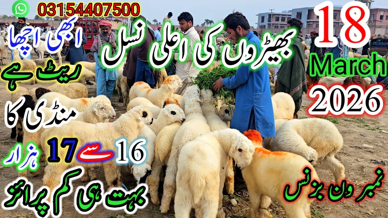 ڈیرہ غازی خان کی بھیڑ منڈی میں خوبصورت بھیڑیں اور بچے | 16 سے 17 ہزار ریٹ | Pak Goat Farm