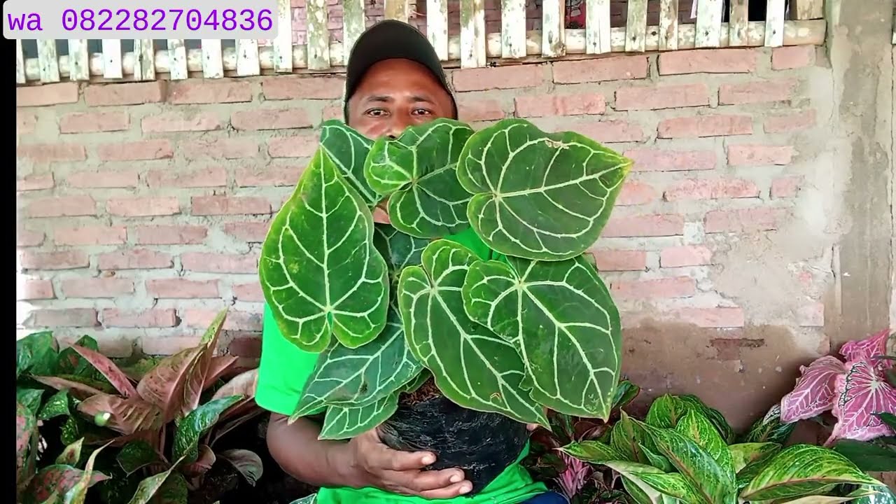 WOOWW... AMBYAR.. AGLONEMA OBRAL.. MENYAMBUT RAMADHAN