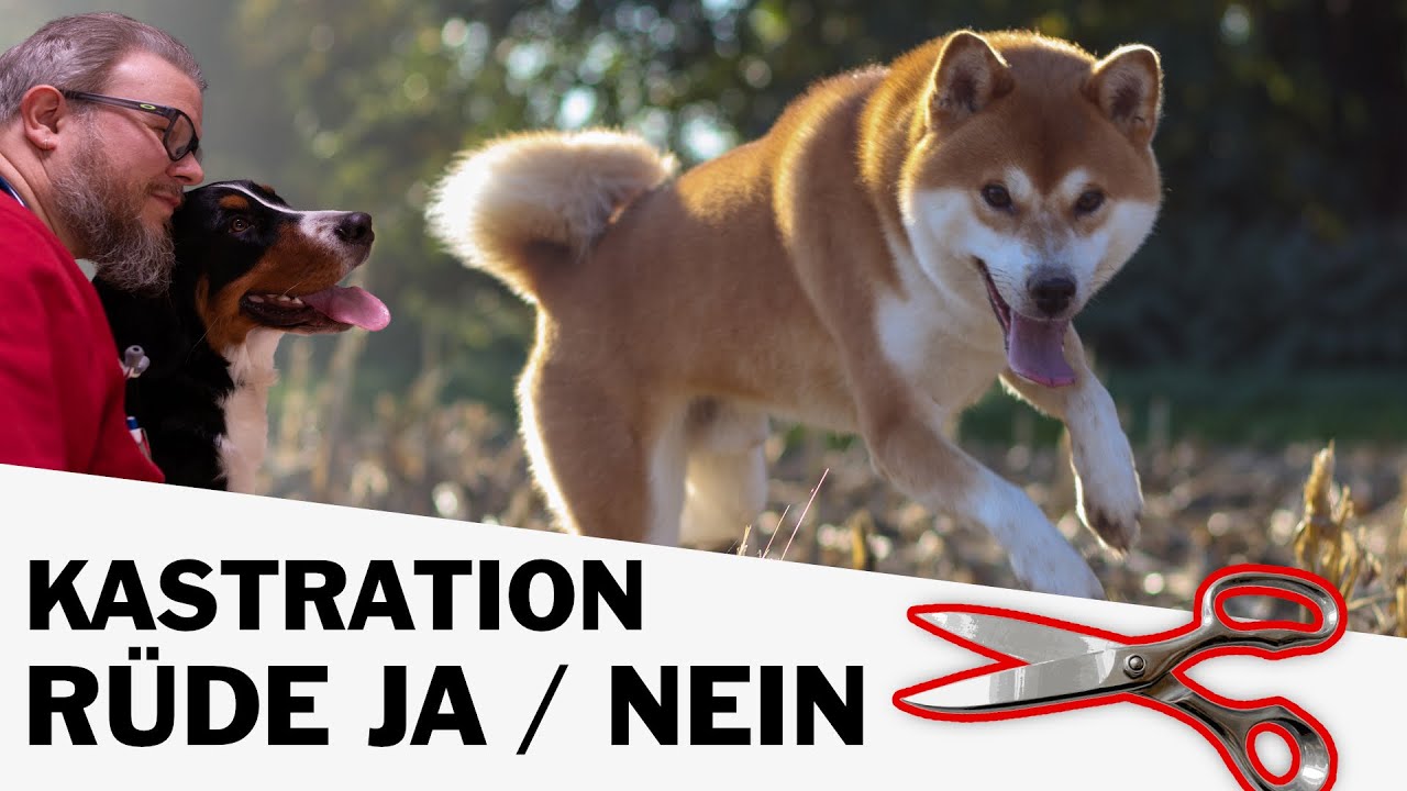 Soll ich meinen Rüden Kastrieren 🐕✂️ lassen?