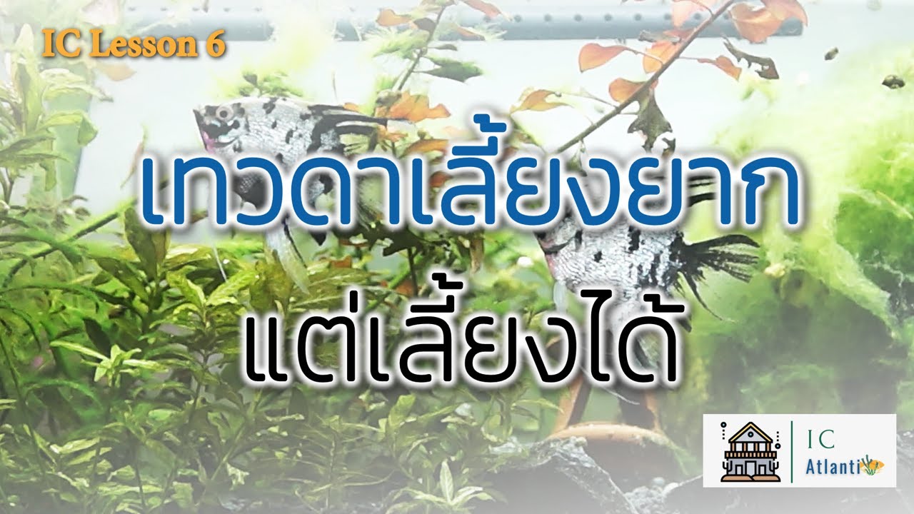 IC.Lesson6 วิธีเลี้ยงปลาเทวดา นิสัยของปลาหวงถิ่น!?
