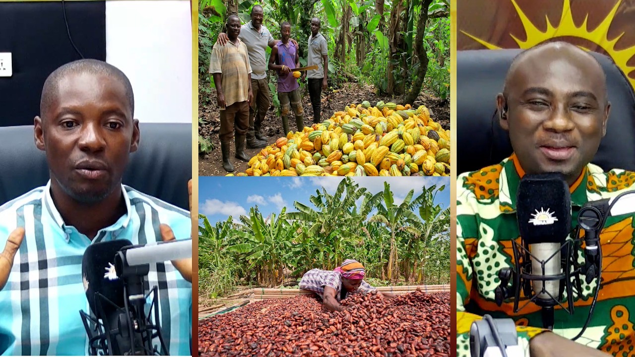 Sadly, most of the COCOBOD Management members do not know anything about cocoa farming - George.