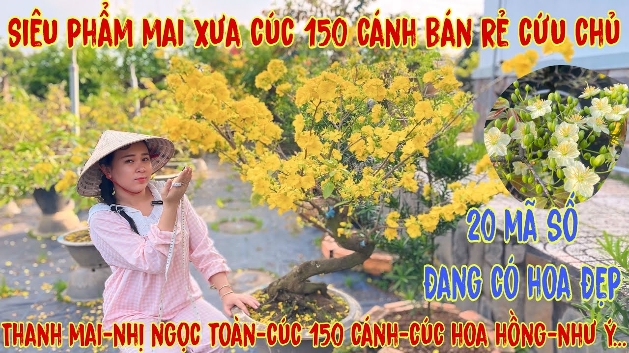 23-2☎️0706938527 Quế Anh ☎️🌳Mai Vàng Giá Rẻ🌳cúc hoa hồng-sbbl-giảo phú tân-giảo hương chùm-như ý🌳